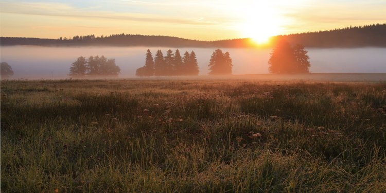 Šumava v mlžném  oparu